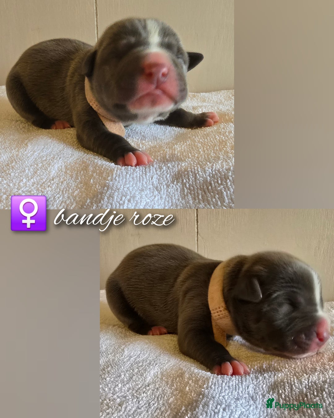 Amerikaanse Bully honden te koop: American Bully XL pups ABKC stamboom - Advertentie 14