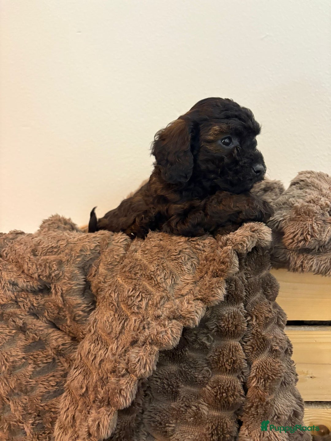 Maltipoo honden te koop: Maltipoo mini pup - Advertentie 18