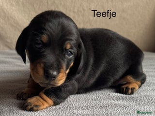 Teckel (korthaar) honden Teckel pups Merle / choco Tan / blue Tan - Advertentie 3