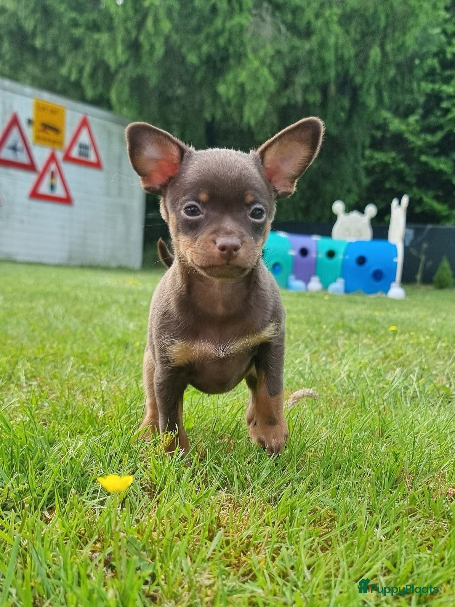 Russische Toy Terriër honden te koop: Russische Toy Terriër pups met FCI stamboom  in Nieuw-Weerdinge - Advertentie 6
