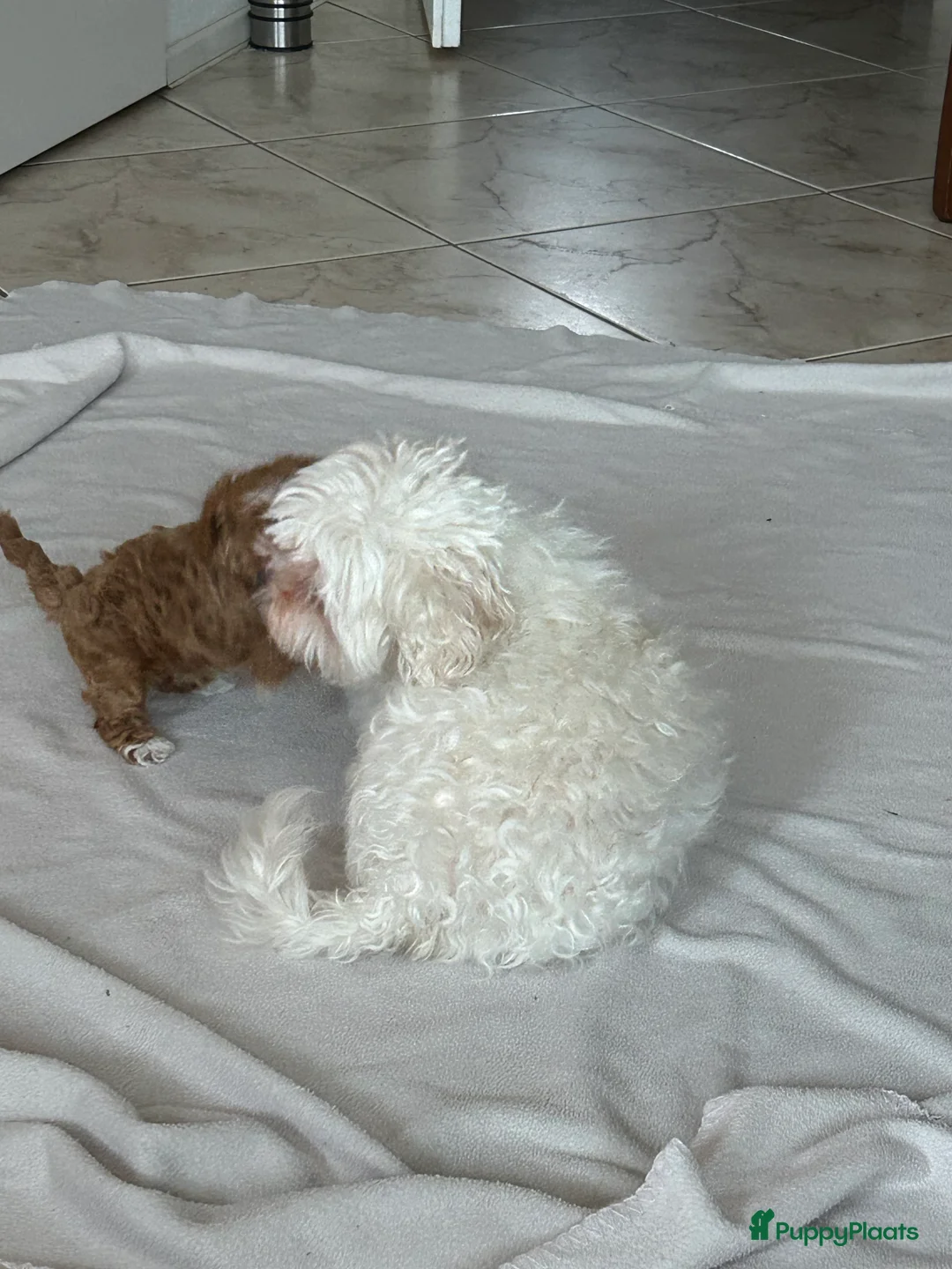 Shihpoo honden te koop: Mini shihpoo - Advertentie 8