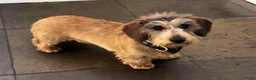 Ruwhaar Teckel honden te koop: Prachtige stamboom ruwhaar dwergteckel pups - Advertentie 12