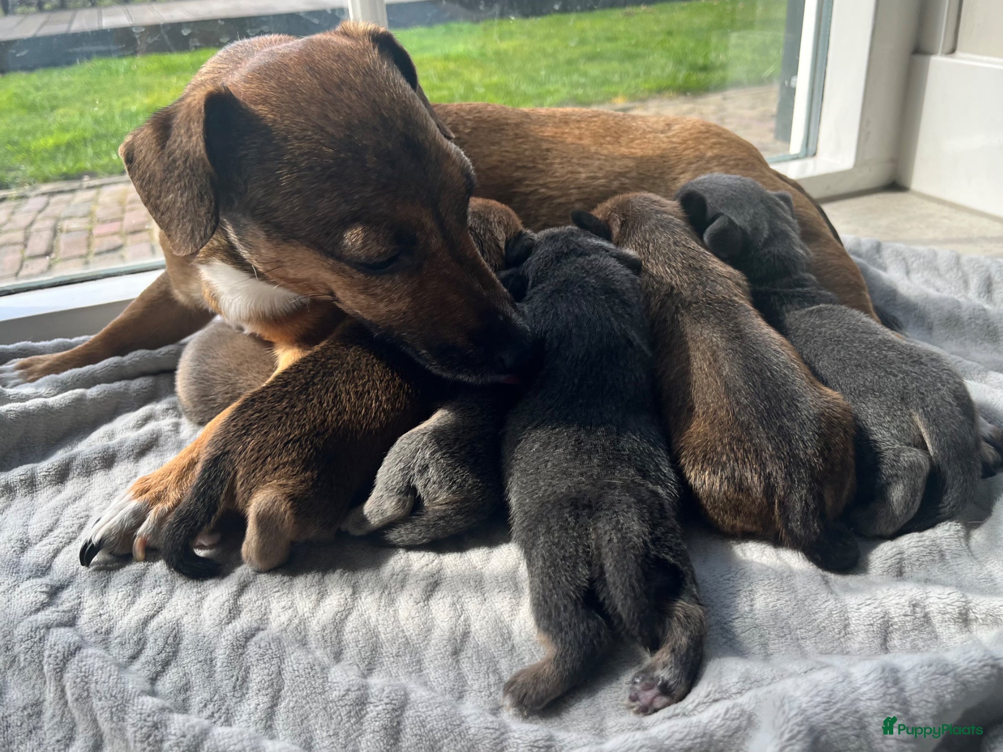 Jack Russel Terriër honden Onze Jack Russell Nel heeft pups - Advertentie 7