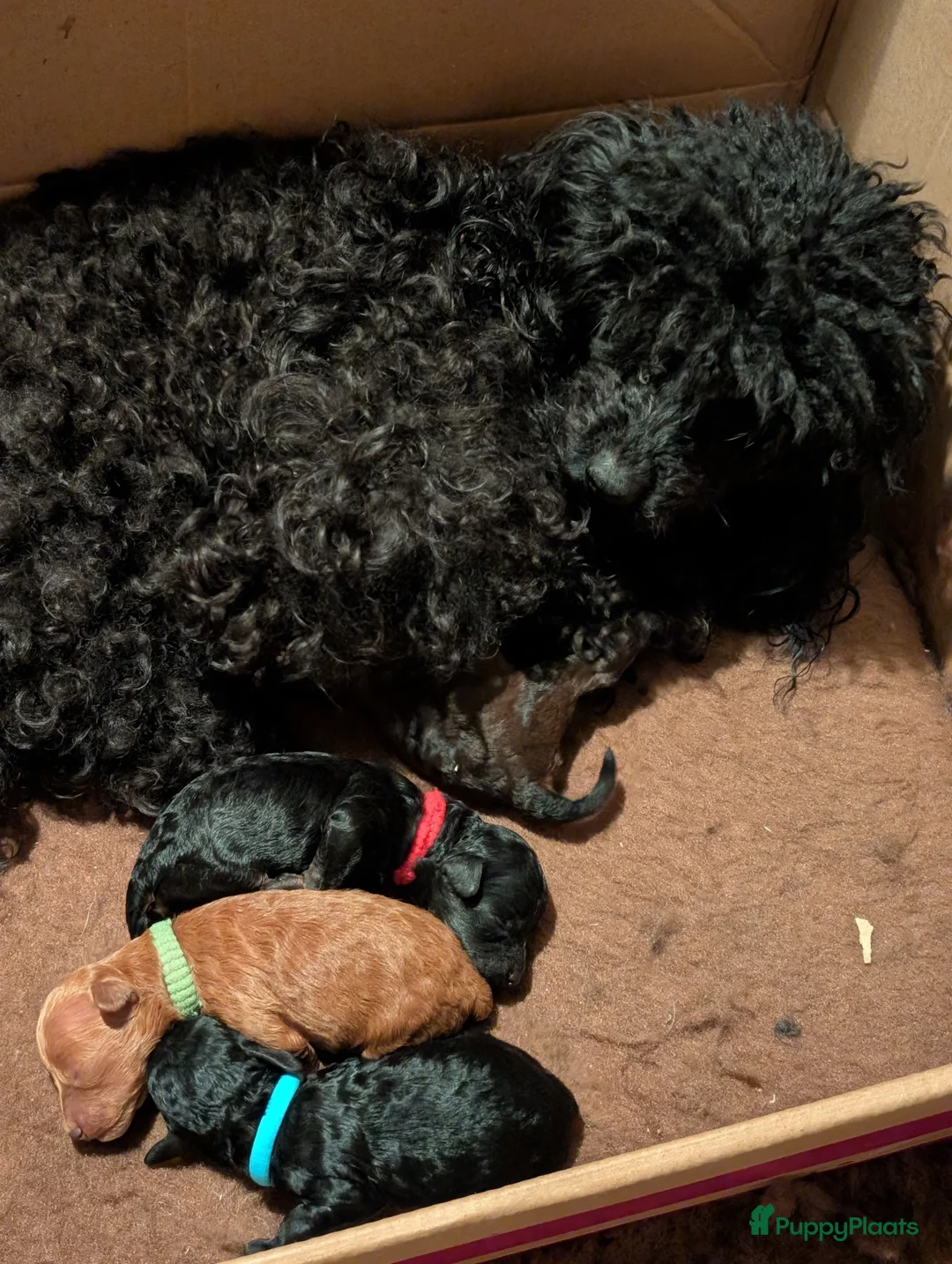 Poedel Toy honden te koop: Toypoedel puppies  - Advertentie 10