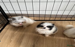 Pomeriaan honden te koop:  puppies mogen nu weg in prijs verlaagd  in Zoetermeer - Afbeelding 22