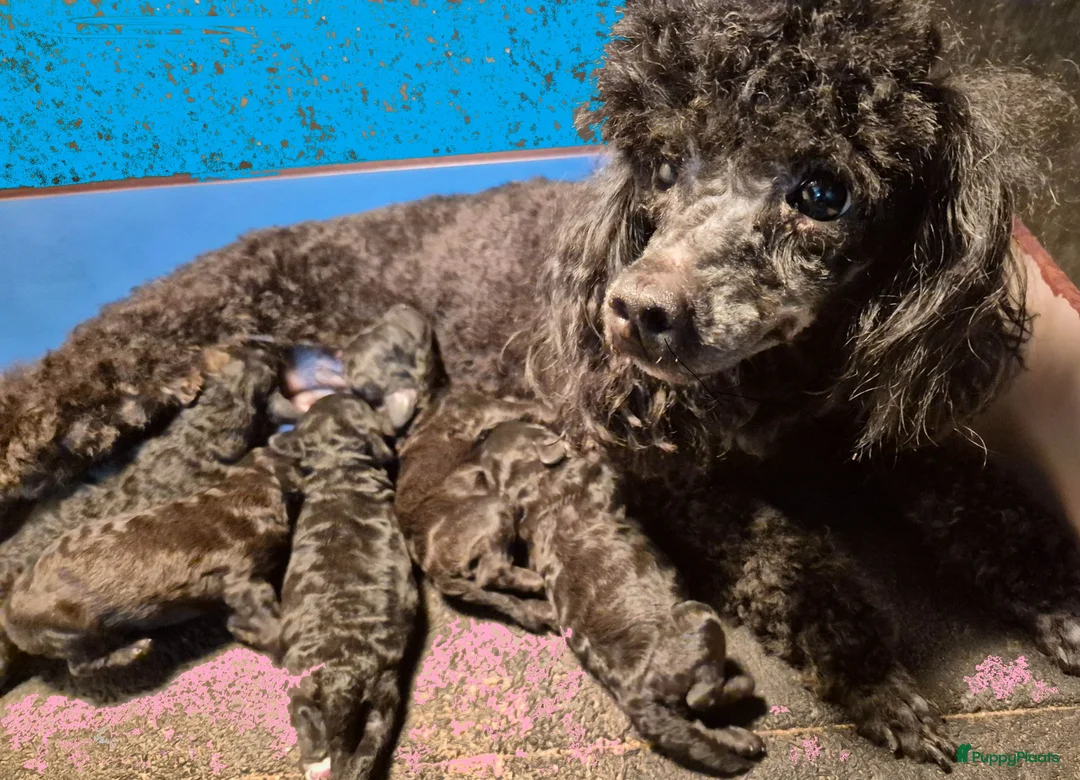 Dwergpoedel honden te koop: Mooie Dwergpoedel pups - Advertentie 1
