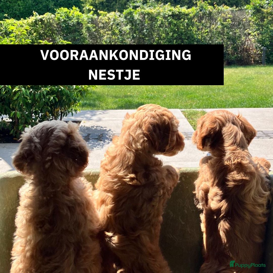 Kruising honden WACHTLIJST: Labradoodle × Australian Labradoodle - Advertentie 1