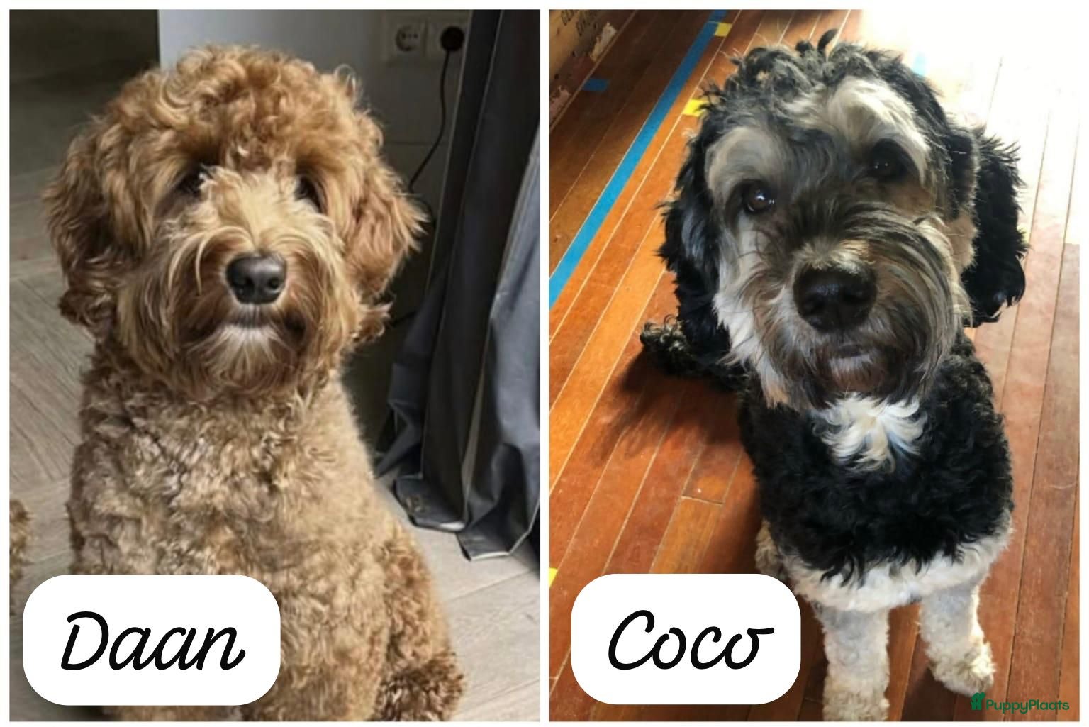 Australian Labradoodle honden Australian labradoodle reutjes beschikbaar  - Advertentie 2