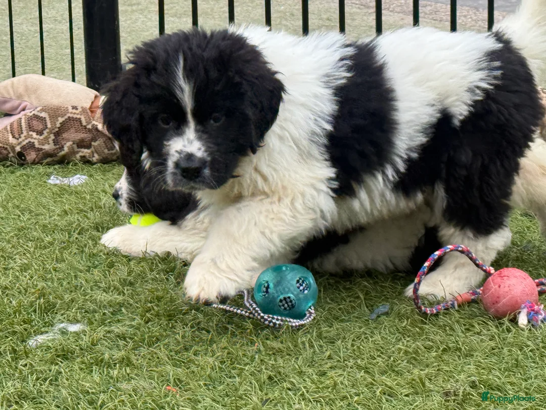 Newfoundlander honden te koop: Newfoundlander pups  - Advertentie 15