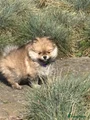 Pomeriaan Puppy 5