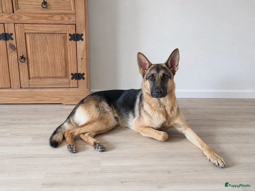Duitse Herder honden te koop: Duitse herder reu in Zoetermeer - Advertentie 1