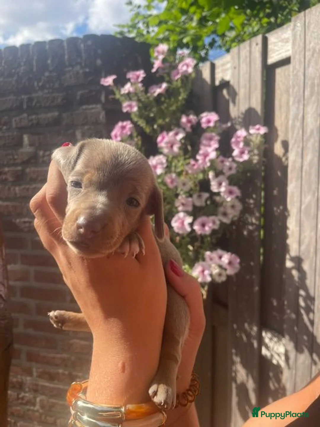 Teckel (korthaar)  honden te koop: Korthaar dwergteckel brown-tan + grey-tan. - Advertentie 8