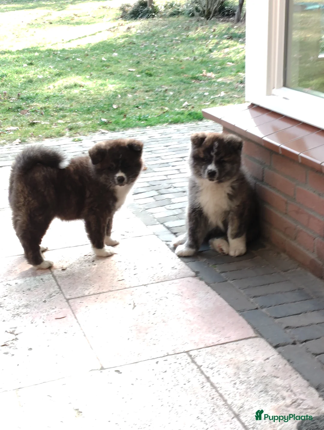 Akita honden te koop: Akita pups - Advertentie 1