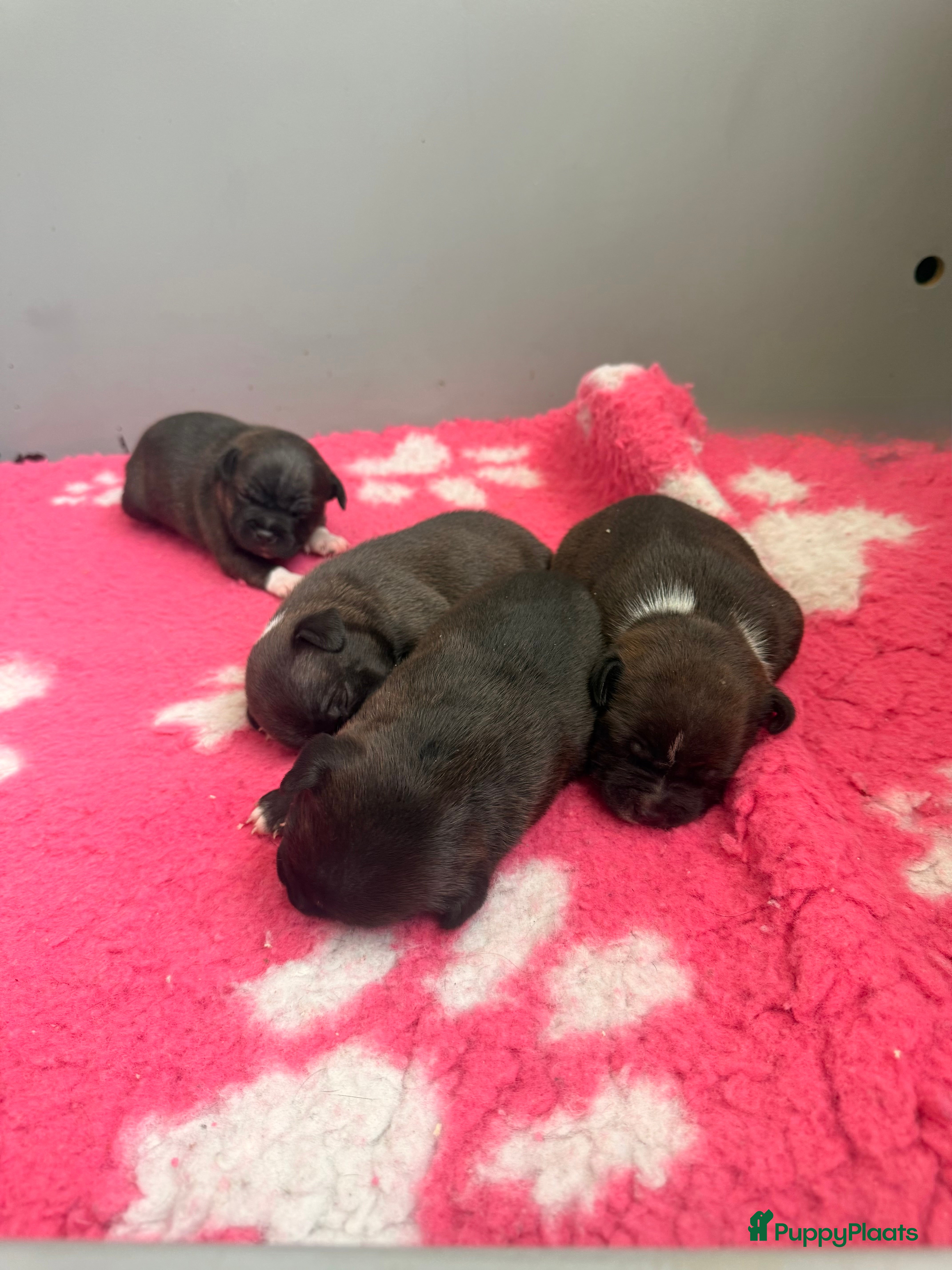 Engelse Stafford honden Staffordshire Bull Teriër  - Advertentie 1