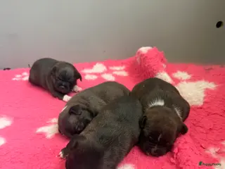 Engelse Stafford honden Staffordshire Bull Teriër - Advertentie 16