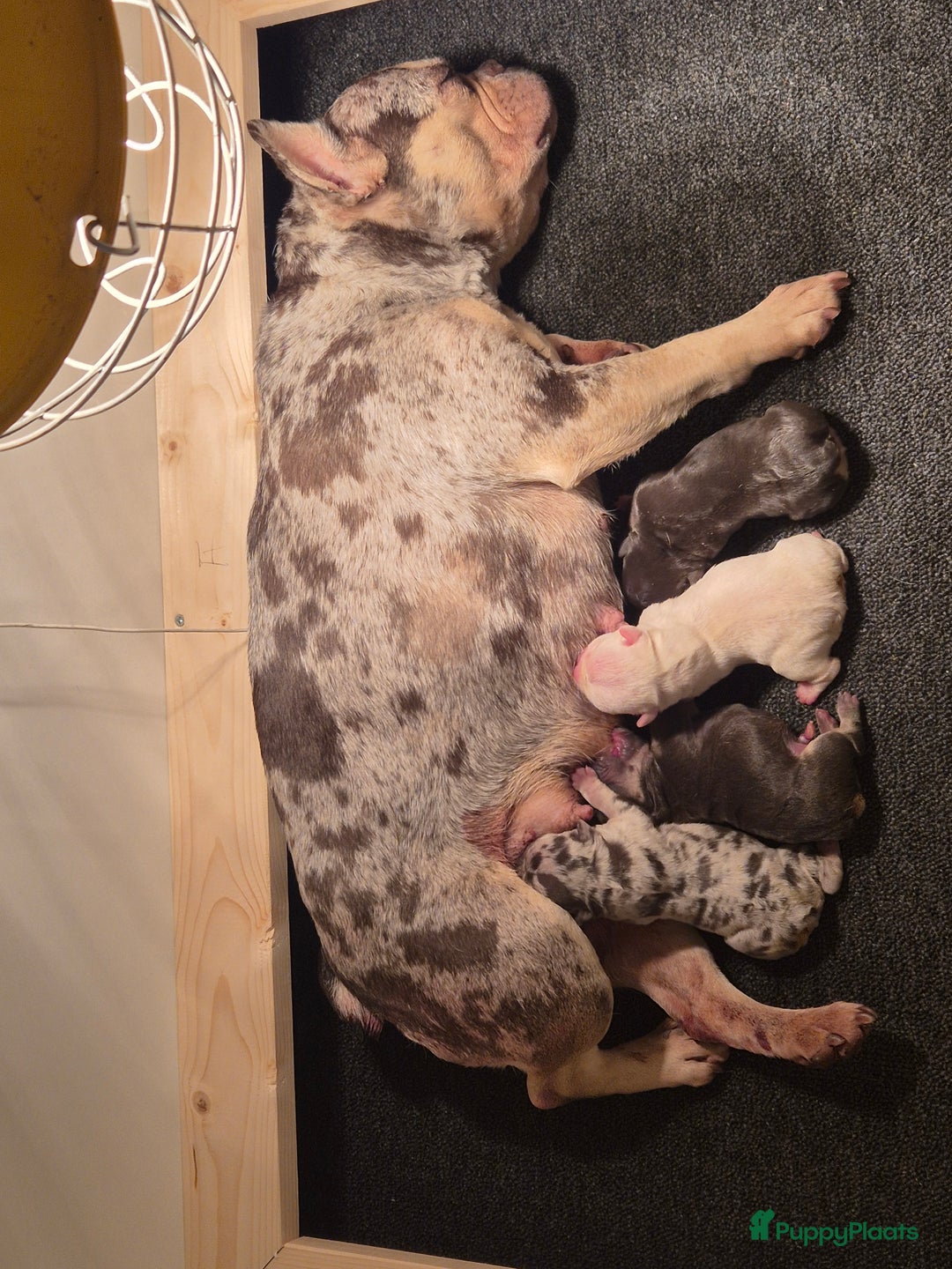 Franse Bulldog honden te koop: Fransebulldog pup  - Advertentie 1