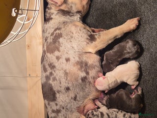 Franse Bulldog honden Fransebulldog pup - Advertentie 2