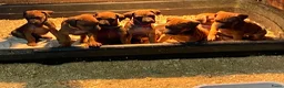 Rhodesian Ridgeback honden te koop: Rhodesian ridgeback - Advertentie 7