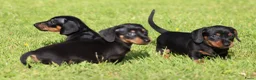 Teckel (korthaar)  honden te koop: Teckel pups - Advertentie 3
