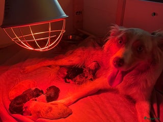 Australian Shepherd honden Raszuivere Australian Shepherd pups - Advertentie 2