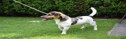 Jack Russel Terriër honden te koop: lieve pups zoeken een nieuw huisje - Advertentie 24