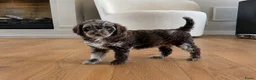 Labradoodle honden te koop: Nog 3 prachtige Labradoodle puppy’s beschikbaar - Advertentie 1