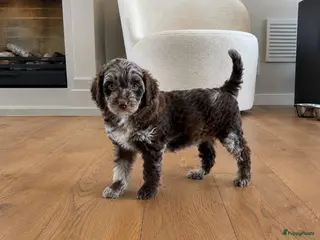 Labradoodle honden Nog 3 prachtige Labradoodle puppy’s beschikbaar - Advertentie 2