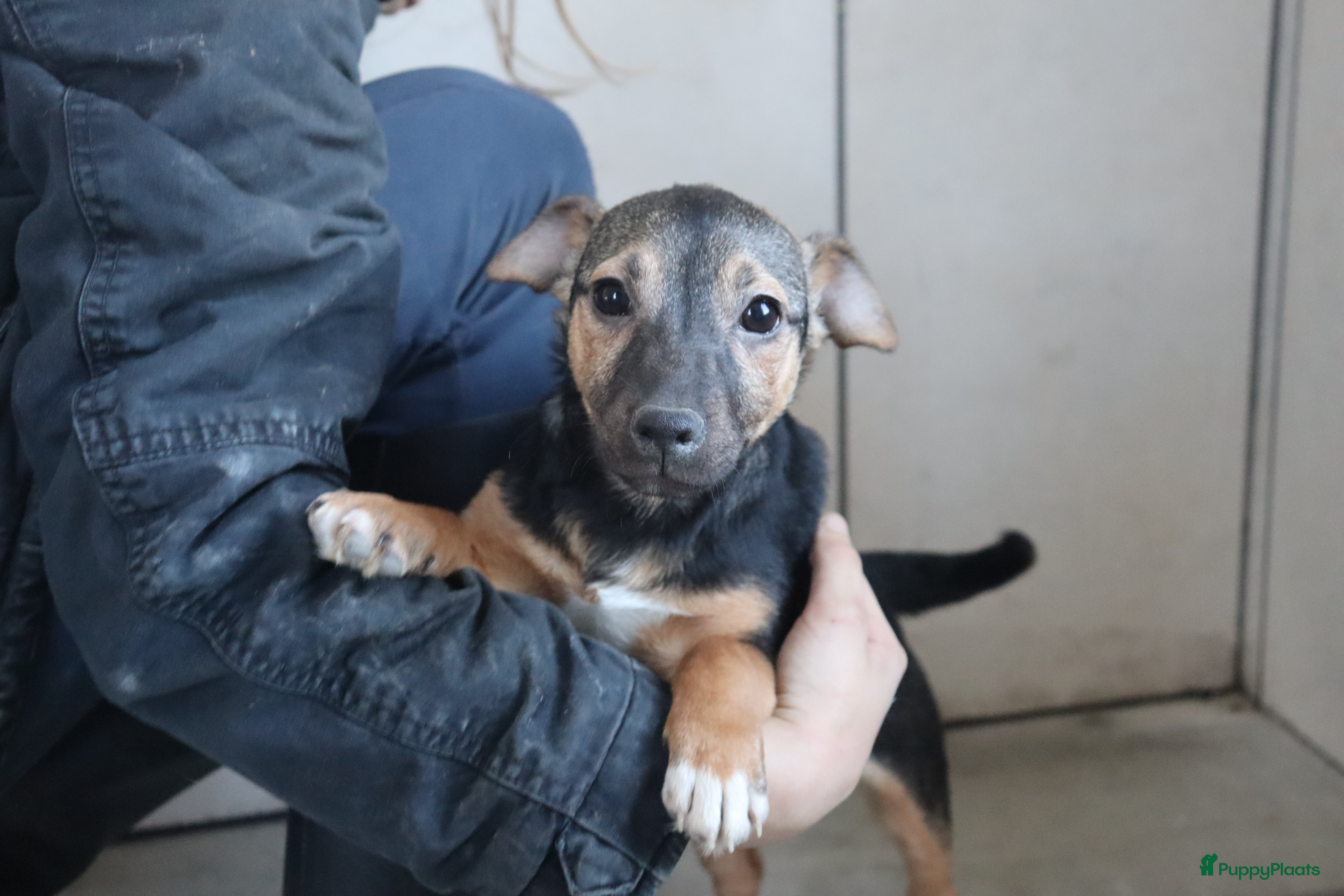 Jack Russel Terriër honden Zeer lieve en mooie jack russels te koop - Advertentie 1