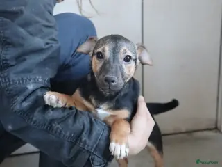 Jack Russel Terriër honden Zeer lieve en mooie jack russels te koop - Advertentie 1