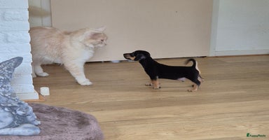 Jack Russel Terriër honden - Advertentie 5