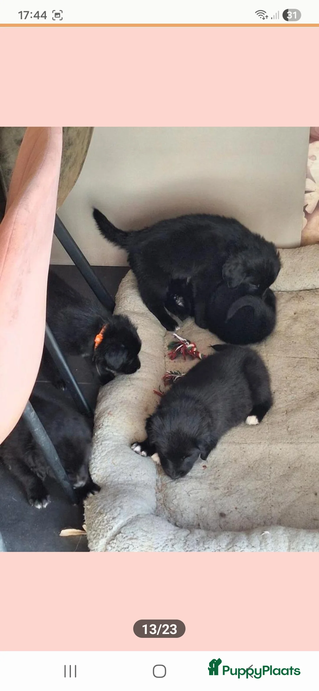 Kruising honden te koop: Xing golden retiever, aussie in huis opgegroeid - Advertentie 5