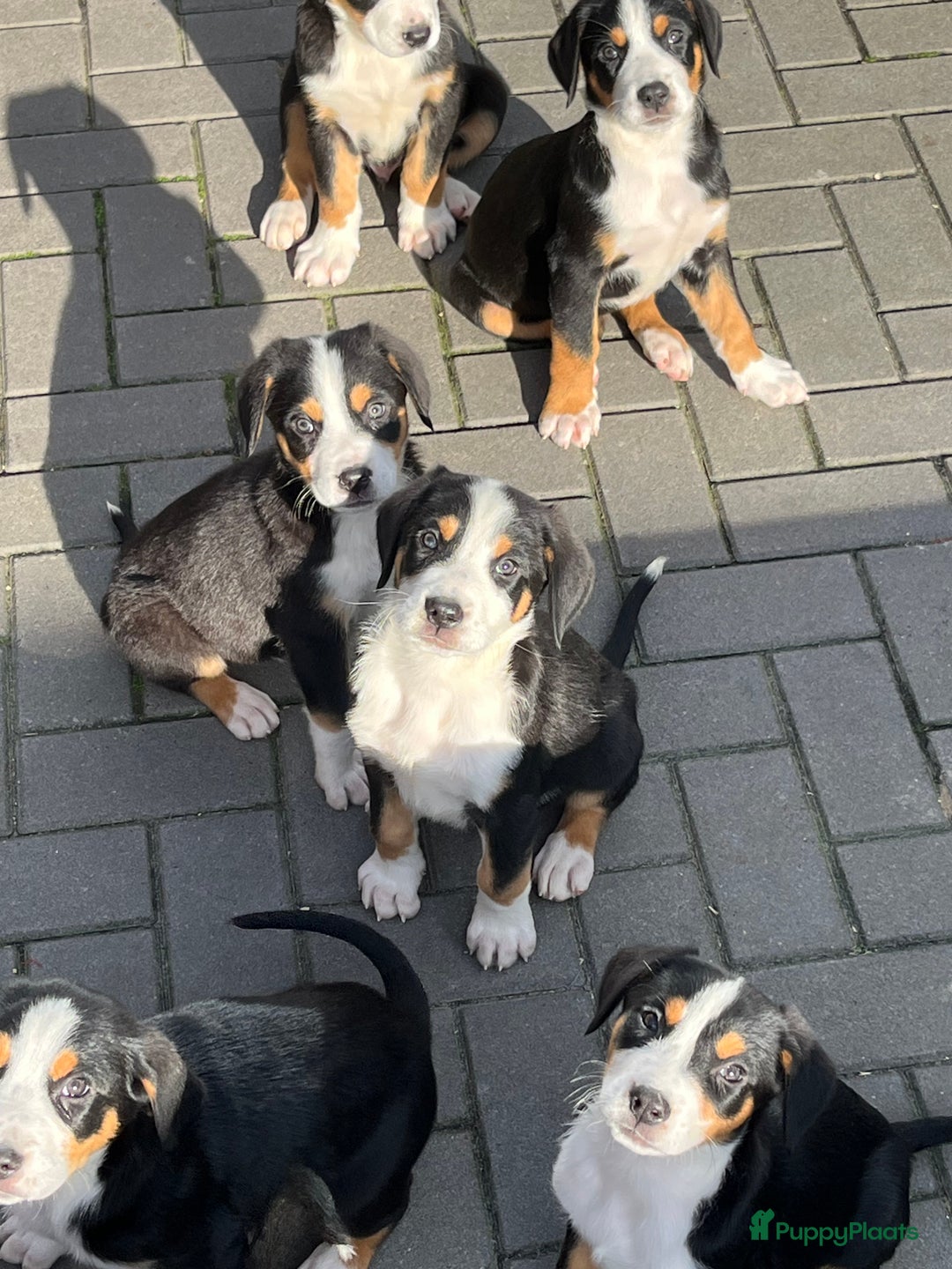 Grote Zwitserse Sennenhond honden te koop: Prachtige Zwitserse sennenhondpups  - Advertentie 5