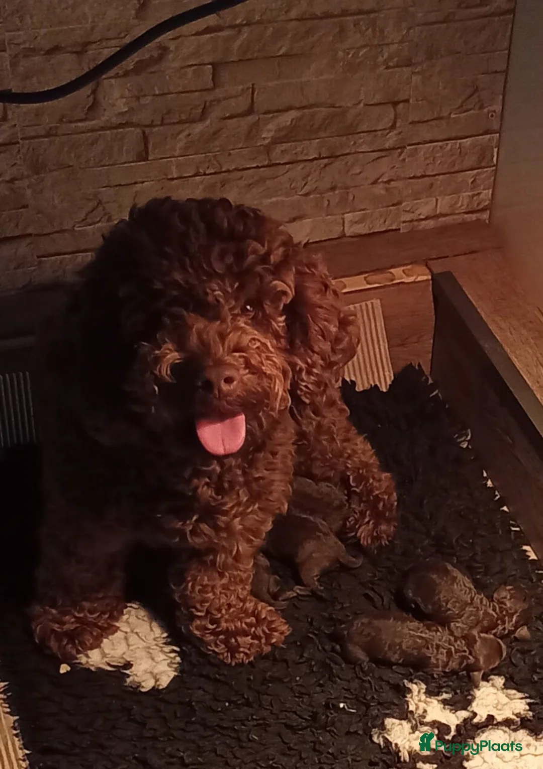 Labradoodle honden te koop: Echte hele kleine minni labradoodle  - Advertentie 1