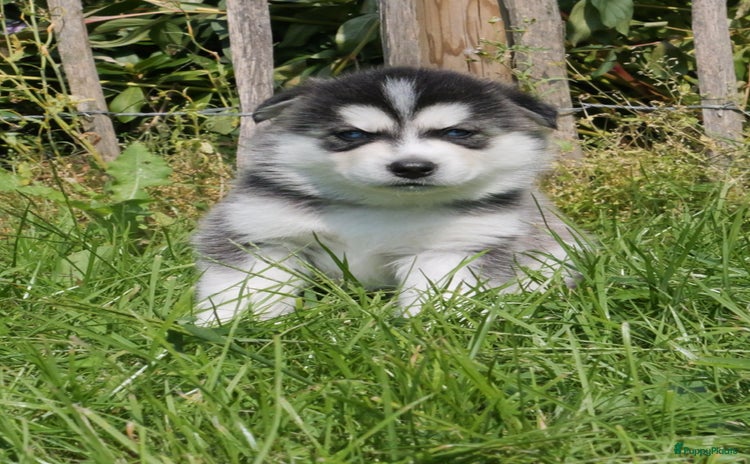 Pomsky honden - Advertentie 2