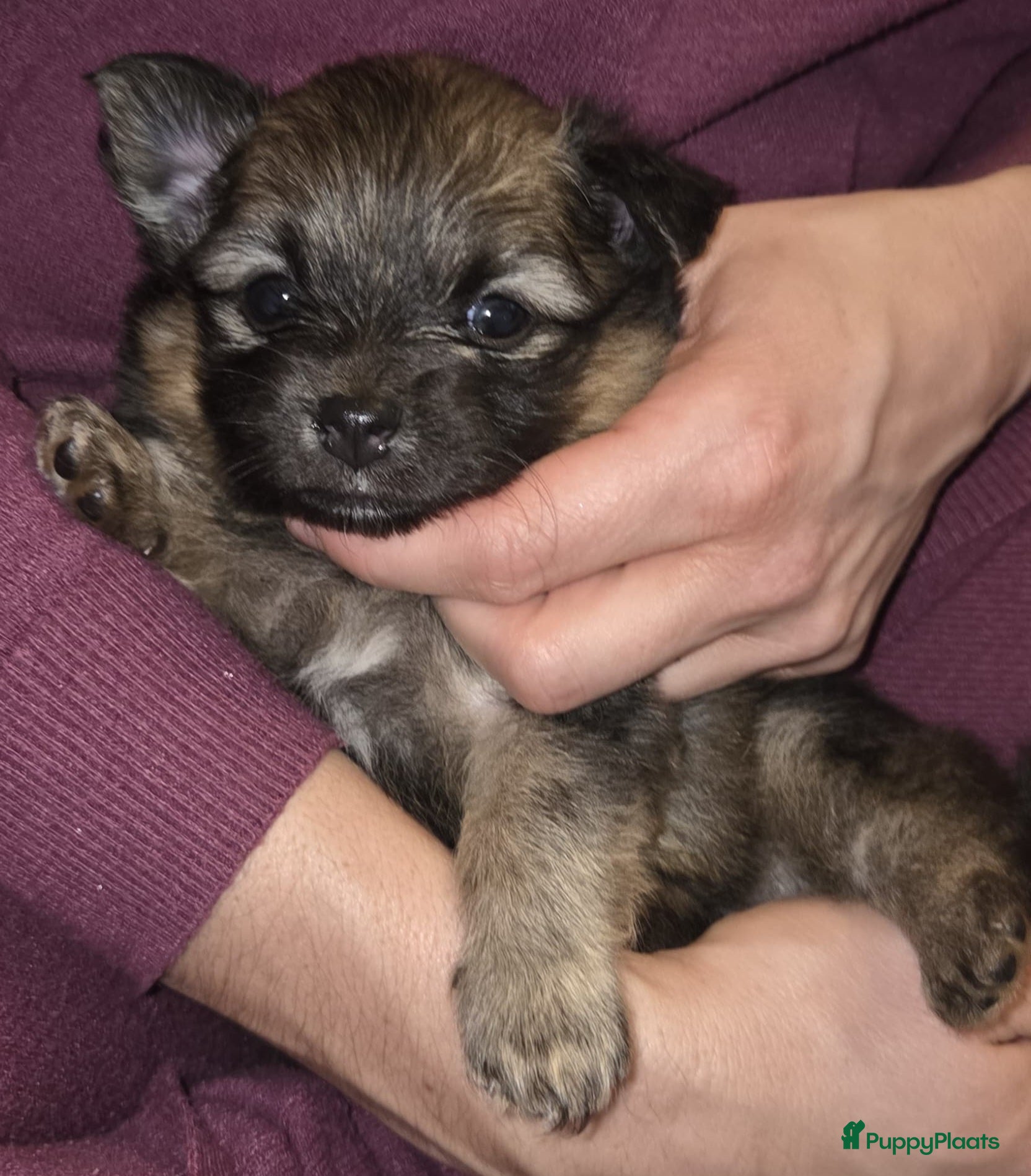 Pomchi honden Pomchi reutje te koop - Advertentie 2