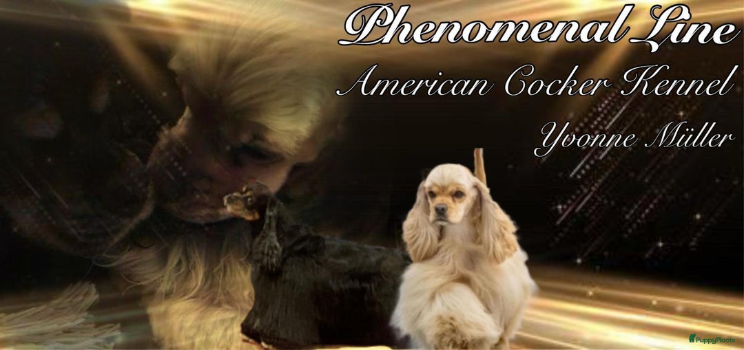 Galerij afbeelding {{count}}