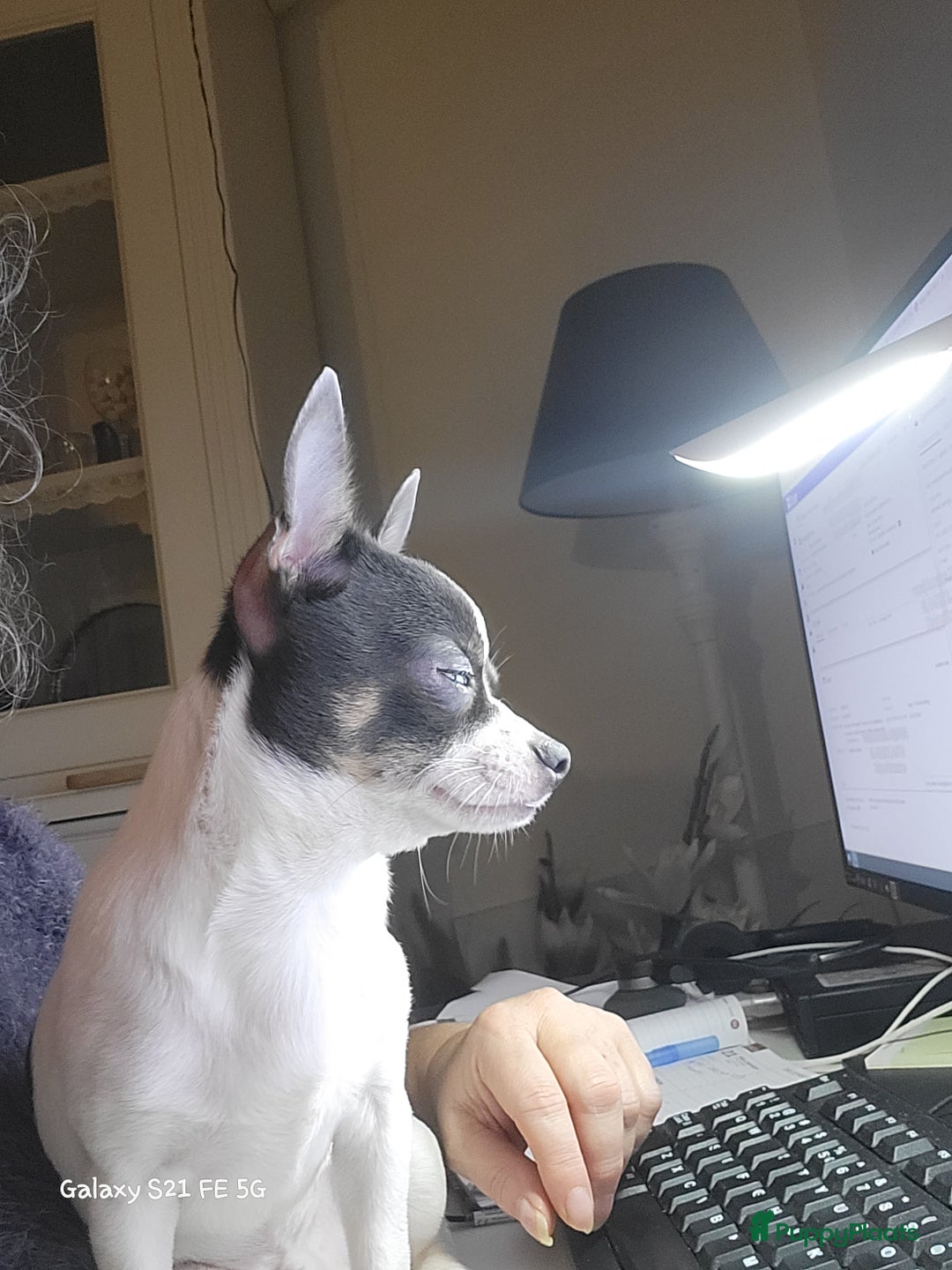 Chihuahua honden ter dekking: Dekreu, niet te koop. Blauw wit met crème  - Advertentie 3
