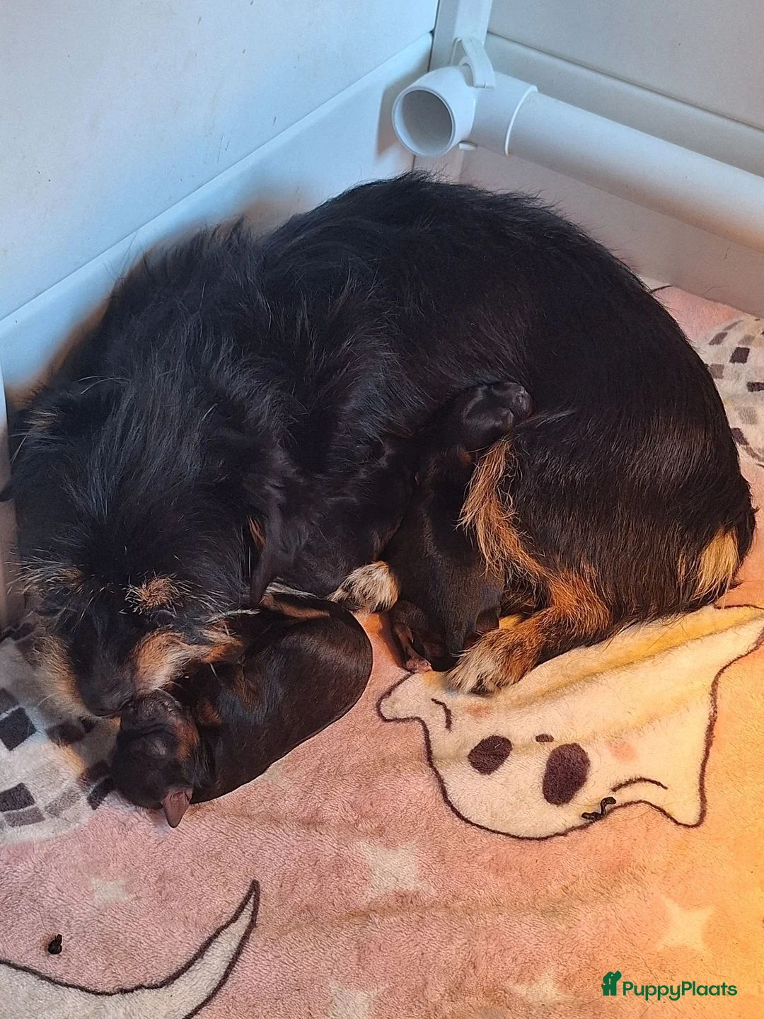 Kruising honden te koop: Mooie driekleuringe boompoo pups!🐾 - Advertentie 12
