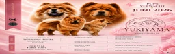 Chow Chow honden te koop: 🐾 Prachtige Chow Chow pups geboren 🐾 - Advertentie 3