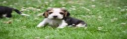 Beagle honden te koop: Prachtige Beagle pups  - Advertentie 6