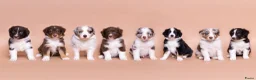 Australian Shepherd honden ter dekking: Ervaren Dekreu Aangeboden - australian shepherd - Advertentie 9