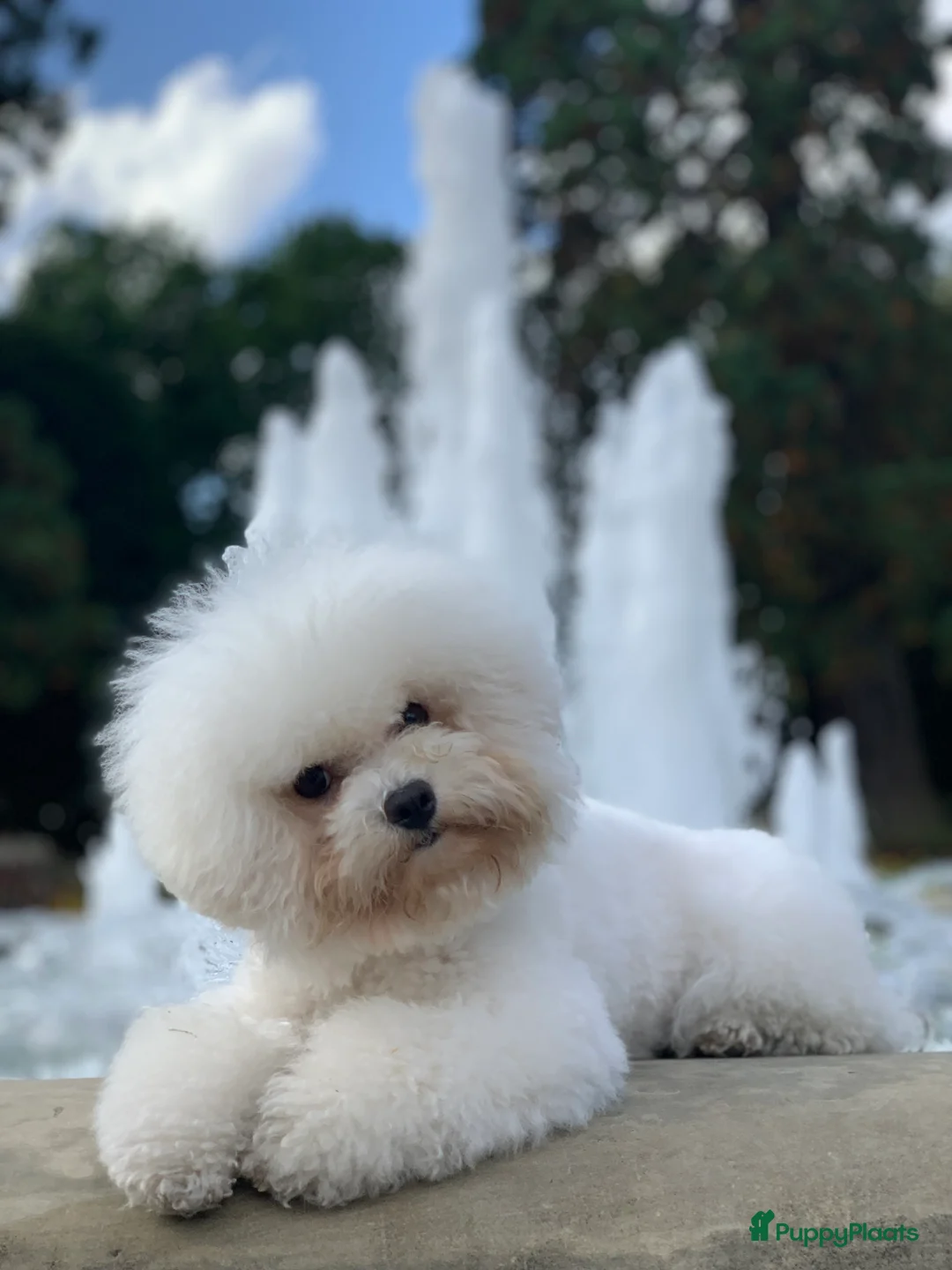 Galerij afbeelding {{count}}