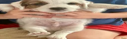 Jack Russel Terriër honden te koop: Ruwharige jack russell pups - Advertentie 3