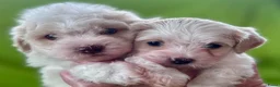 Kruising honden te koop: Maltipoo x Shih Tzu pups - Advertentie 1