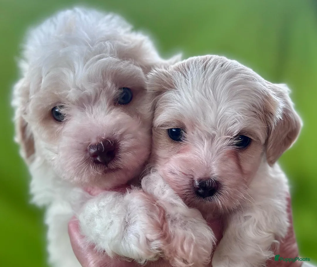 Kruising honden te koop: Maltipoo x Shih Tzu pups - Advertentie 1