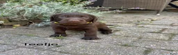 Labradoodle honden te koop: Prachtige chocoladebruine Labradoodle F1 pups  - Advertentie 5
