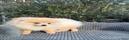 Pomeriaan honden te koop: Prachtige Pomeriaan pups  - Advertentie 3