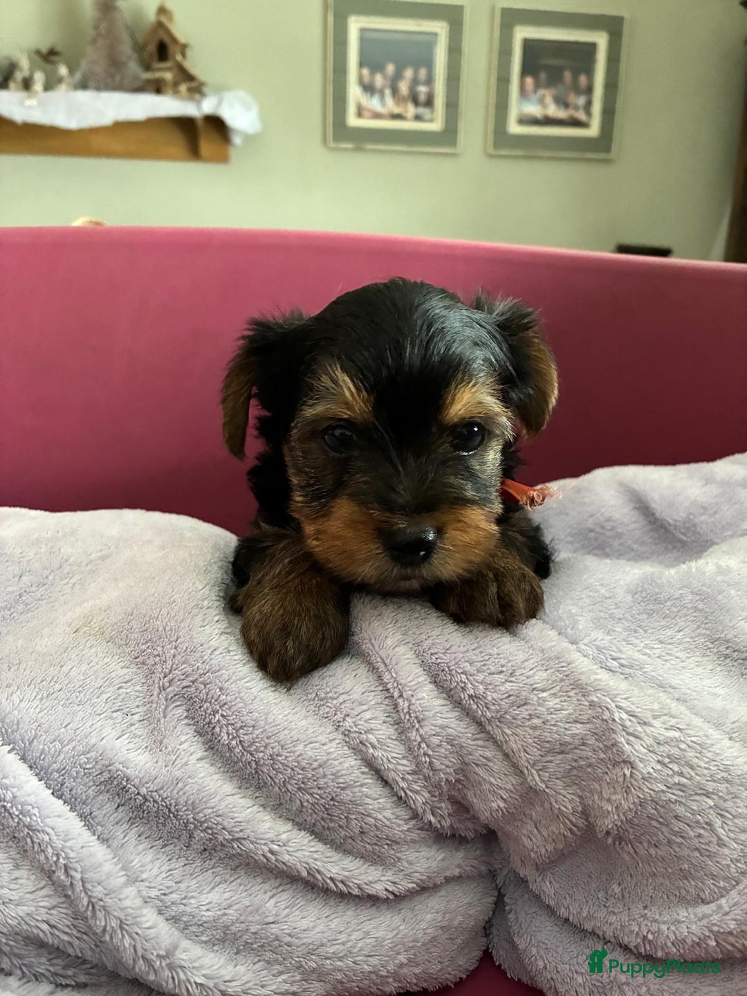 Kruising honden te koop: Biewer/Yorkshire pups - Advertentie 11