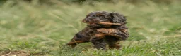 Kruising honden te koop: Dwergpoedel x Boompoo pups  - Advertentie 7