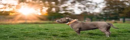 Amerikaanse Bully honden te koop: American Bully XL pups verwacht in Loosdrecht - Advertentie 4